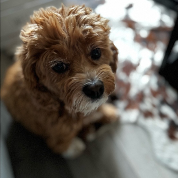 Meet your Posher, Posh - Picture 2 of 2